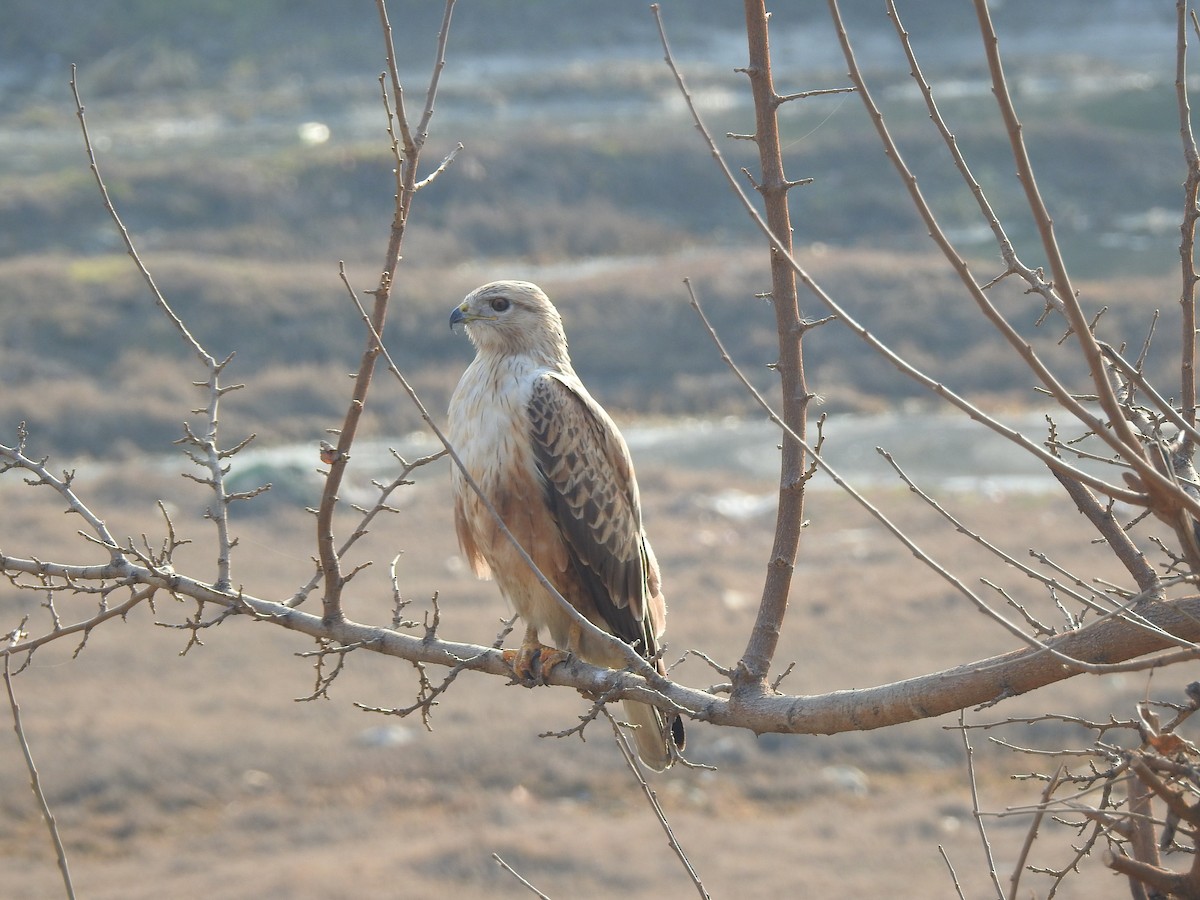 Long-legged Buzzard - ML398280751