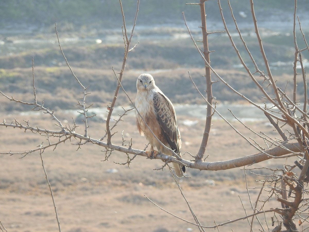 Long-legged Buzzard - ML398280771