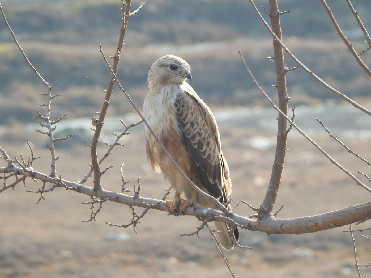 Long-legged Buzzard - Francis D'Souza