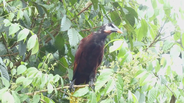 Montezuma Oropendola - ML398280871