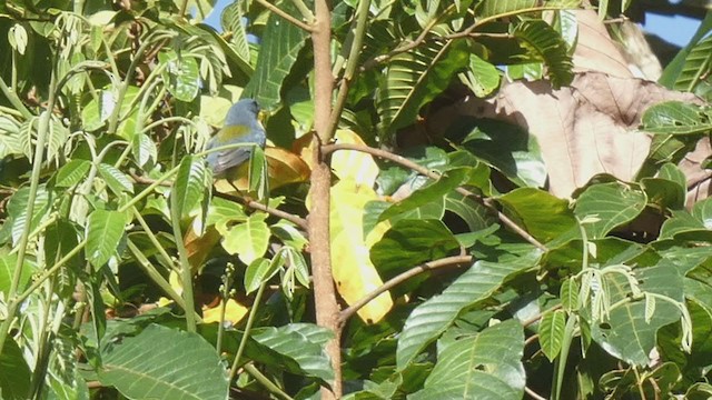 Tropical Parula - ML398281301