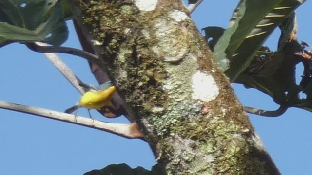 Parula Pitiayumí - ML398281371