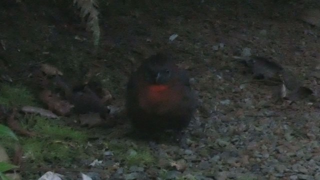 Red-throated Ant-Tanager - ML398281531