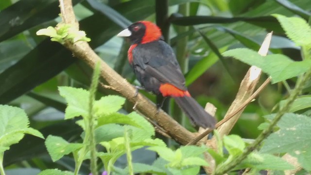 Crimson-collared Tanager - ML398281931