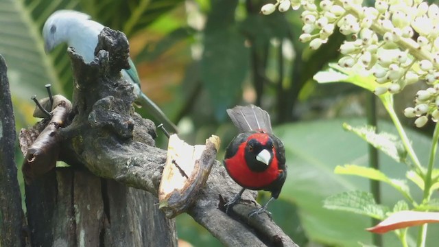 Crimson-collared Tanager - ML398281951