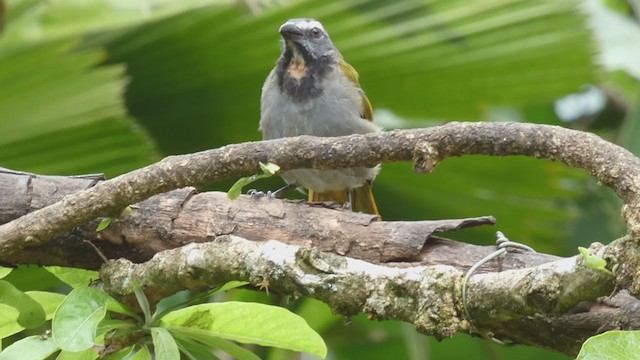 Buff-throated Saltator - ML398282321