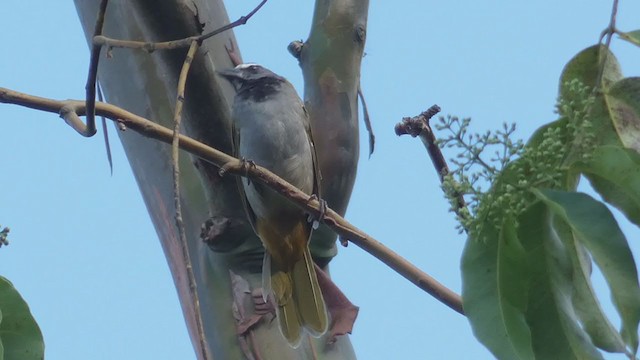 Buff-throated Saltator - ML398282391