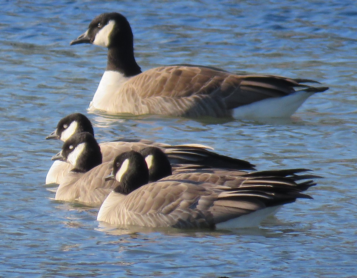 Cackling Goose - ML398286281