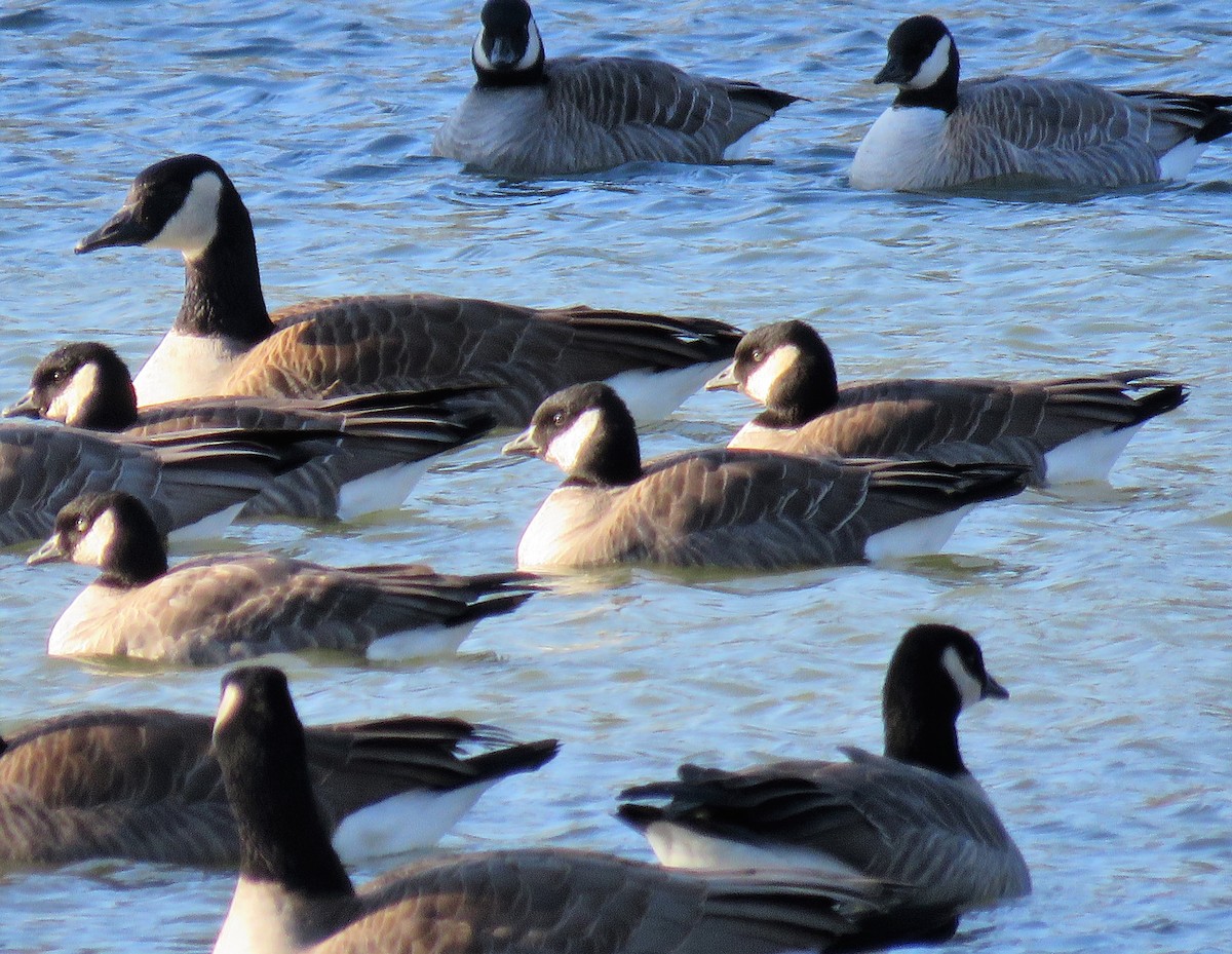 Cackling Goose - ML398286331