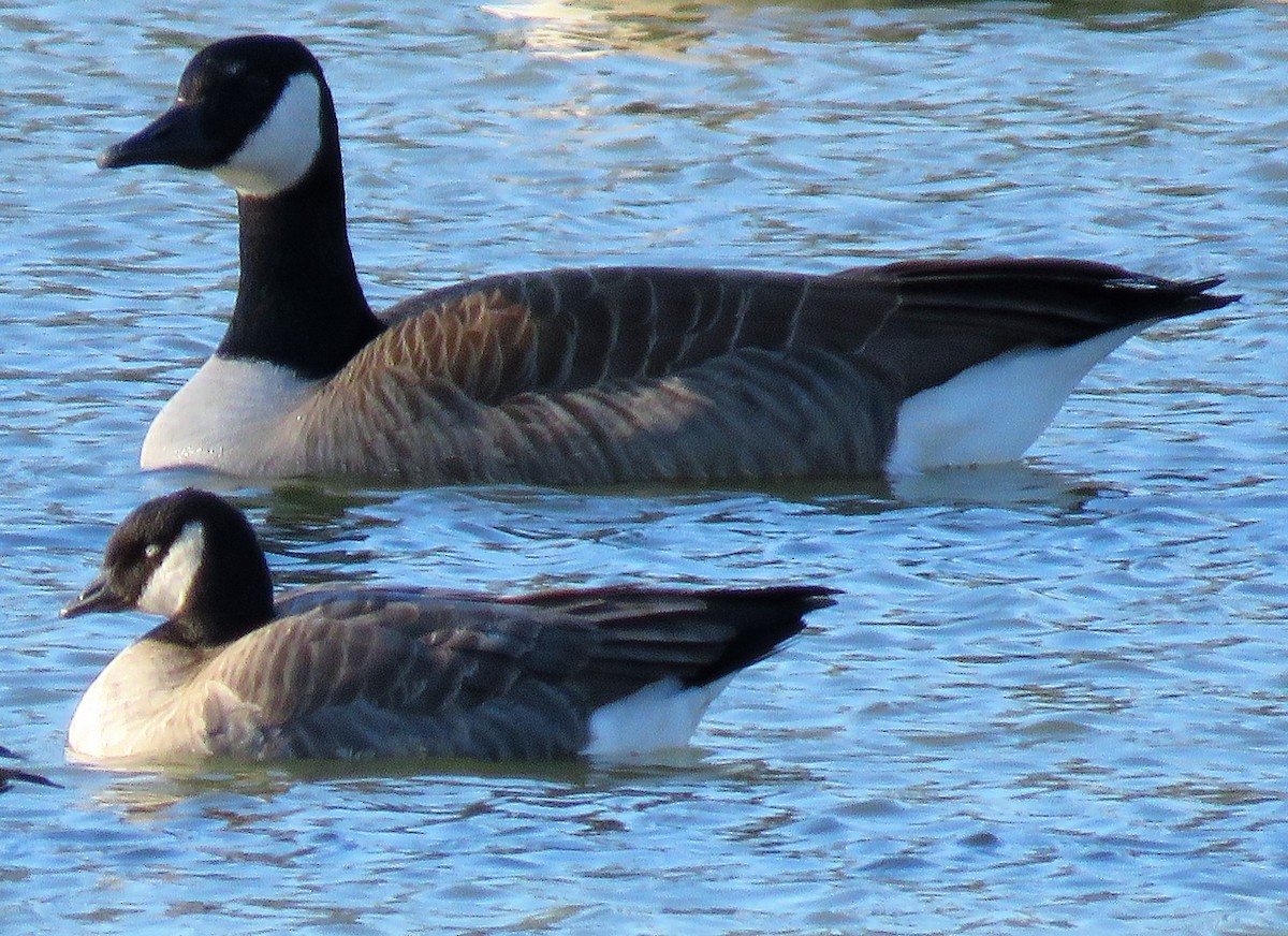 Cackling Goose - ML398286341