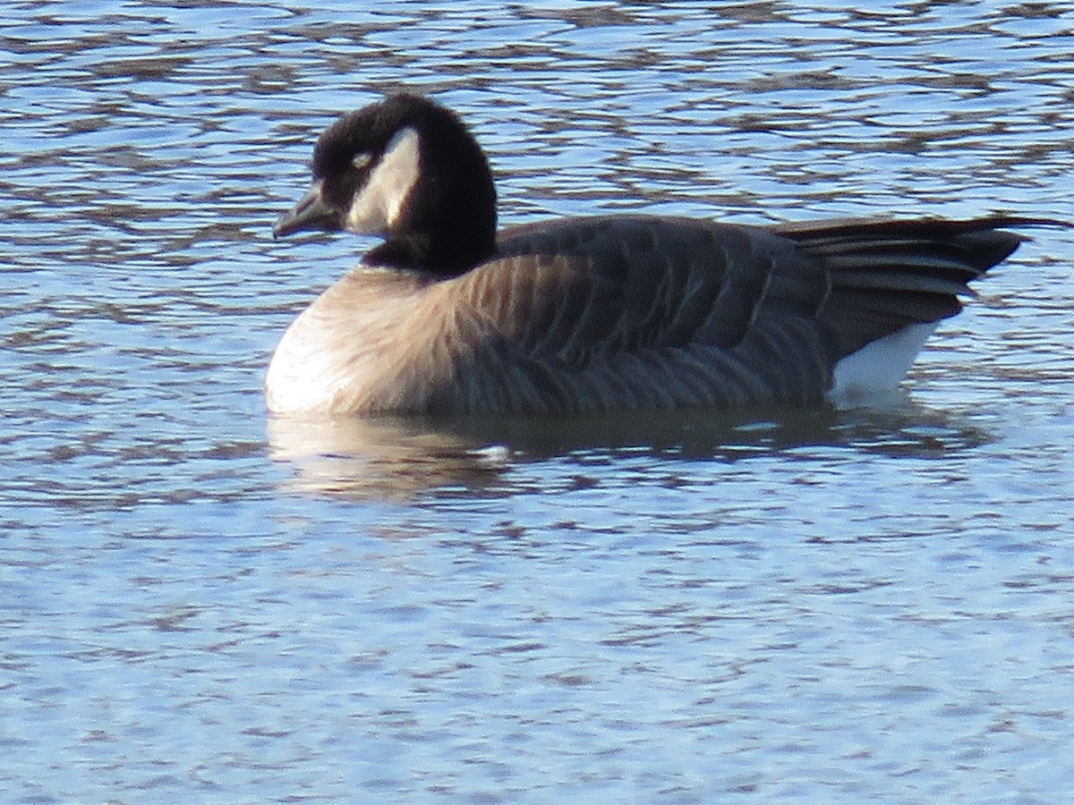 Cackling Goose - ML398286391