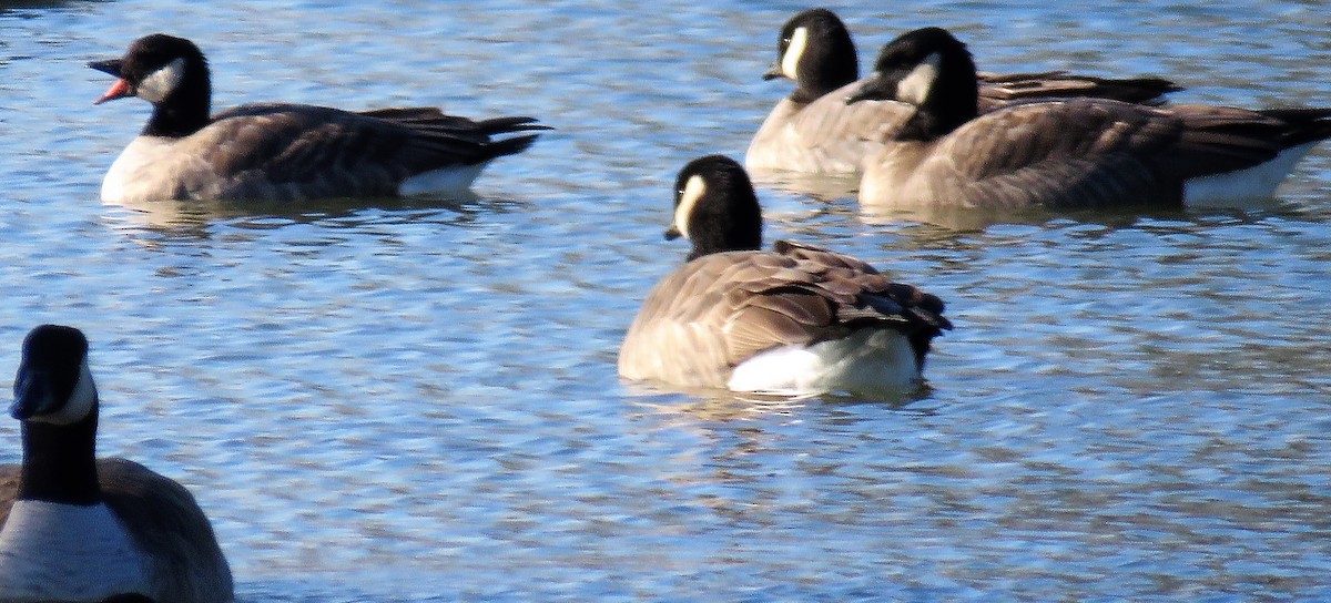 Cackling Goose - ML398286471