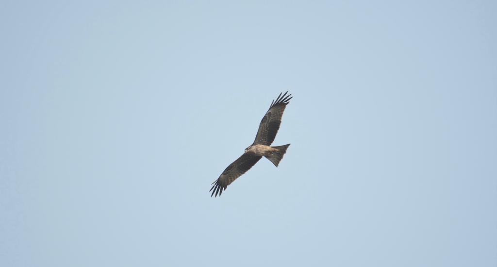 Black Kite - ML398287021