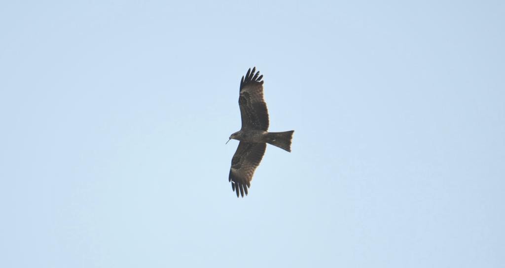 Black Kite - ML398287031