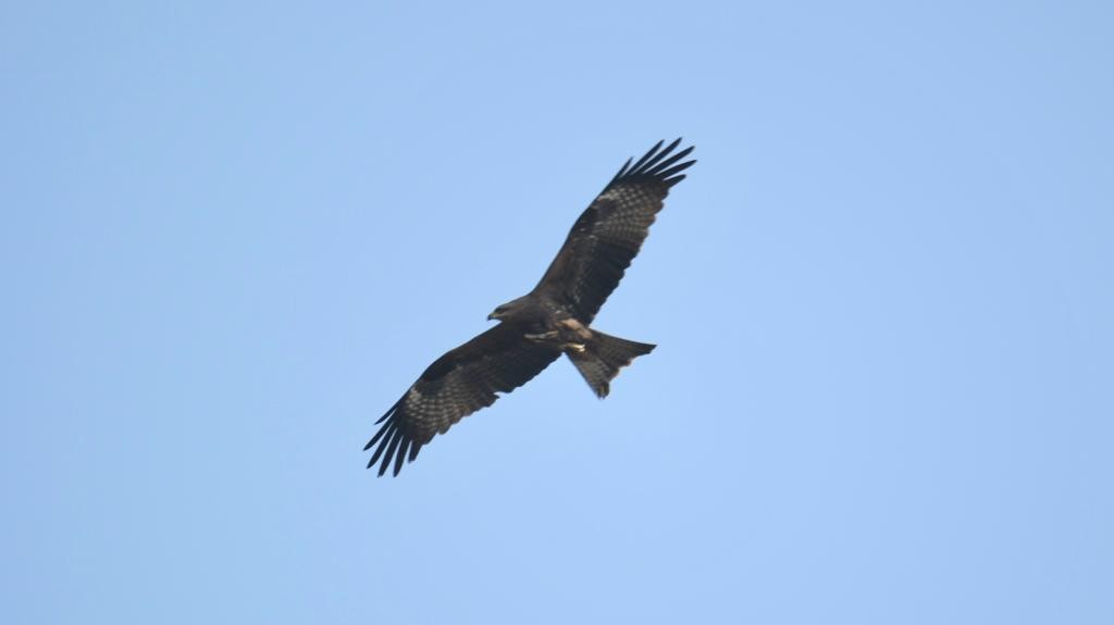 Black Kite - ML398287041