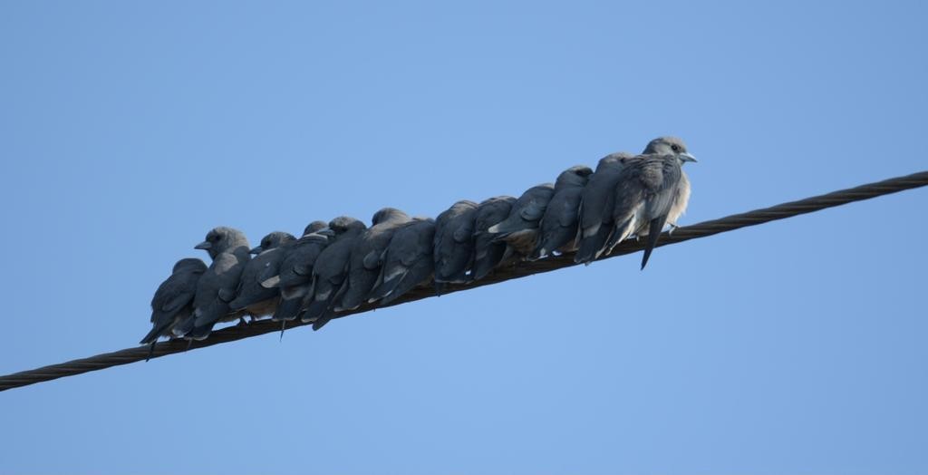 Ashy Woodswallow - ML398287201