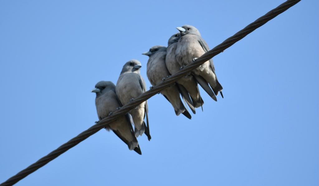 Ashy Woodswallow - ML398287231