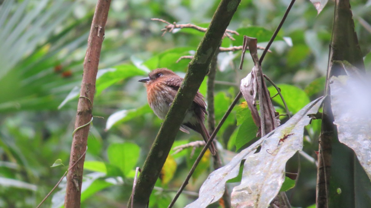 Moustached Puffbird - ML398288461