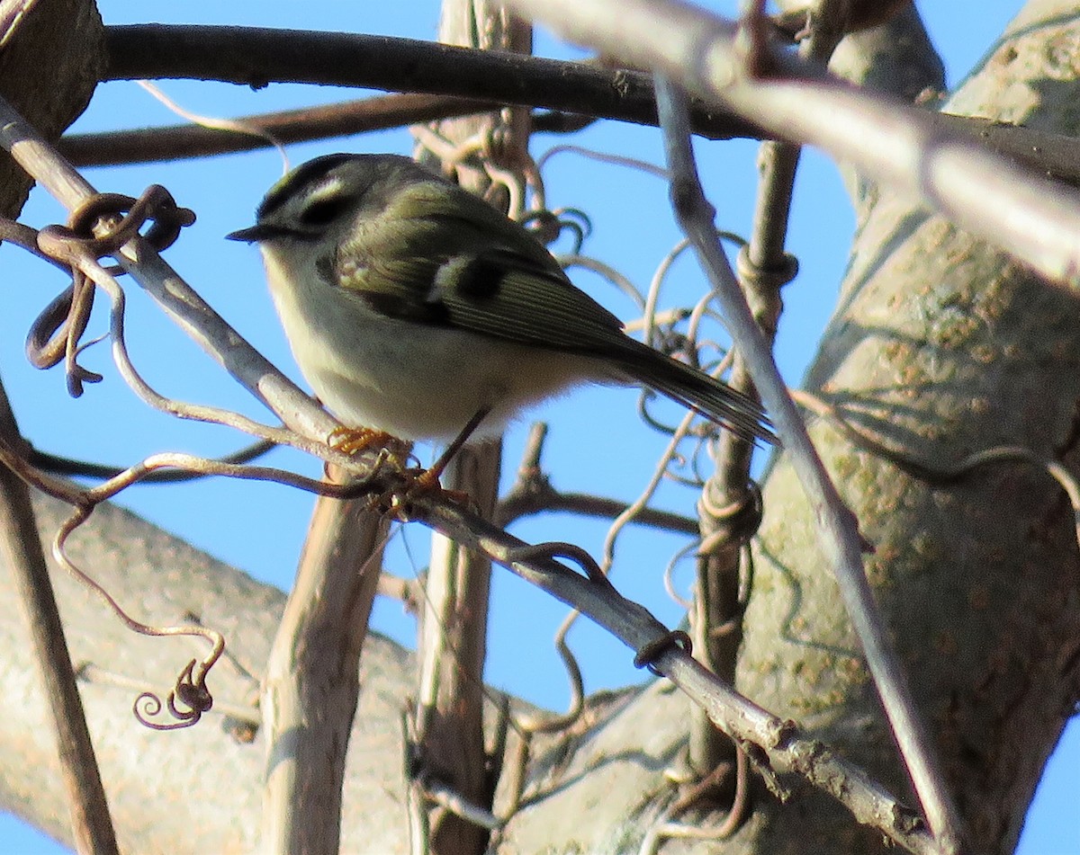 Golden-crowned Kinglet - ML398289631