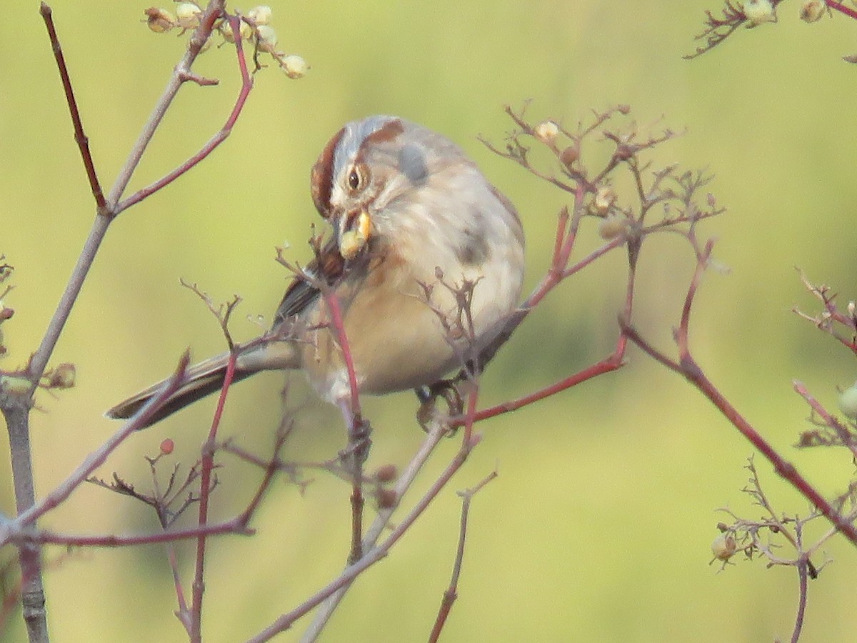 American Tree Sparrow - Amy Didion