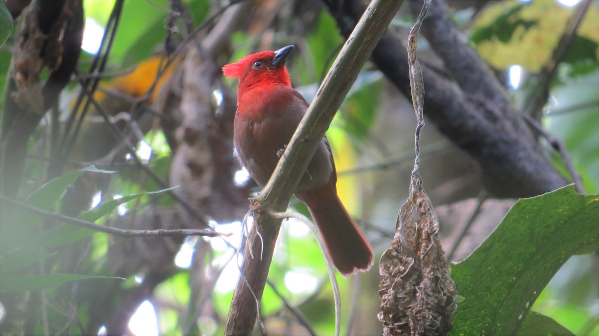 Crested Ant-Tanager - Jerson Marin (@rojo_pajarero)