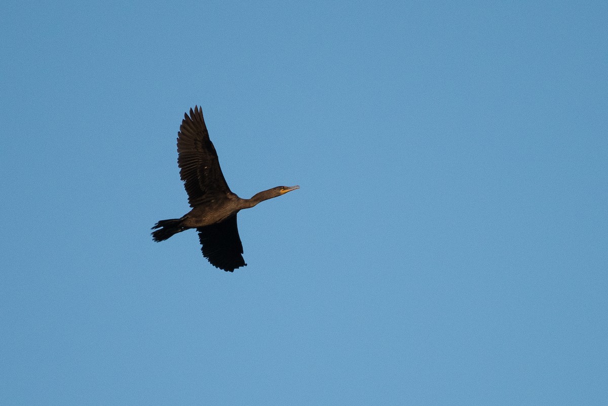 Double-crested Cormorant - ML39829201