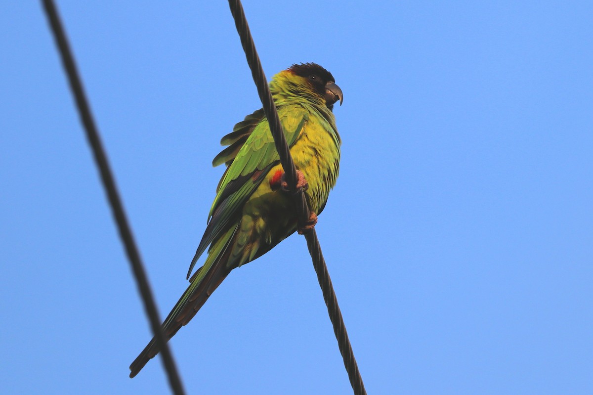 Nanday Parakeet - ML398292611