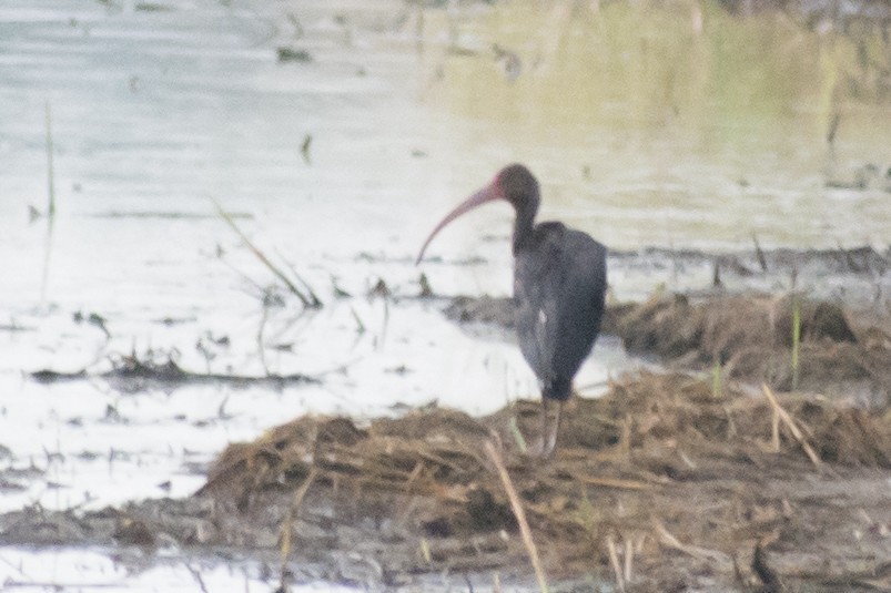 Bare-faced Ibis - ML398293561