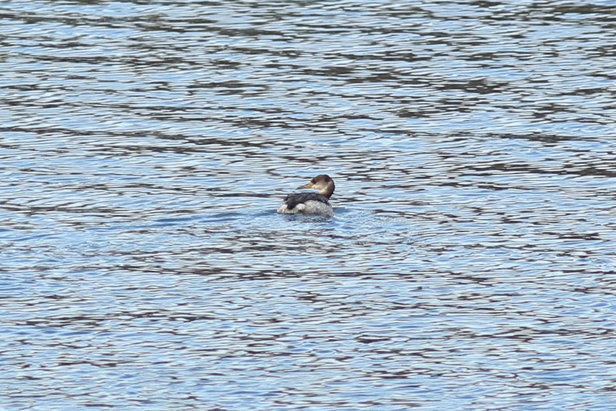 Red-necked Grebe - ML398293711
