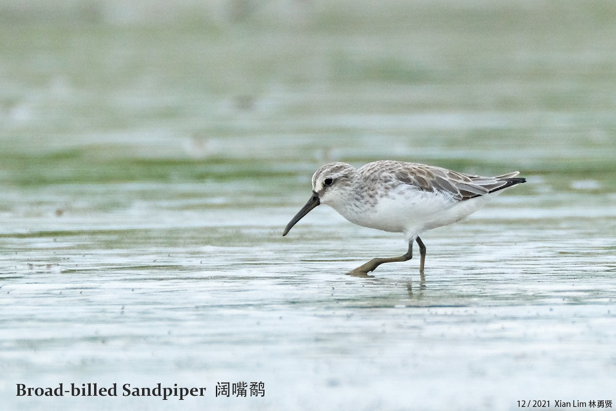 Broad-billed Sandpiper - ML398294391