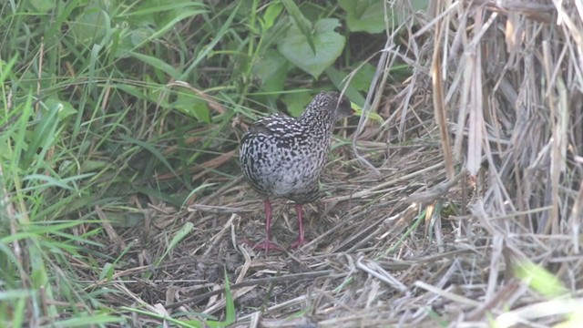 Spotted Rail - ML398295701