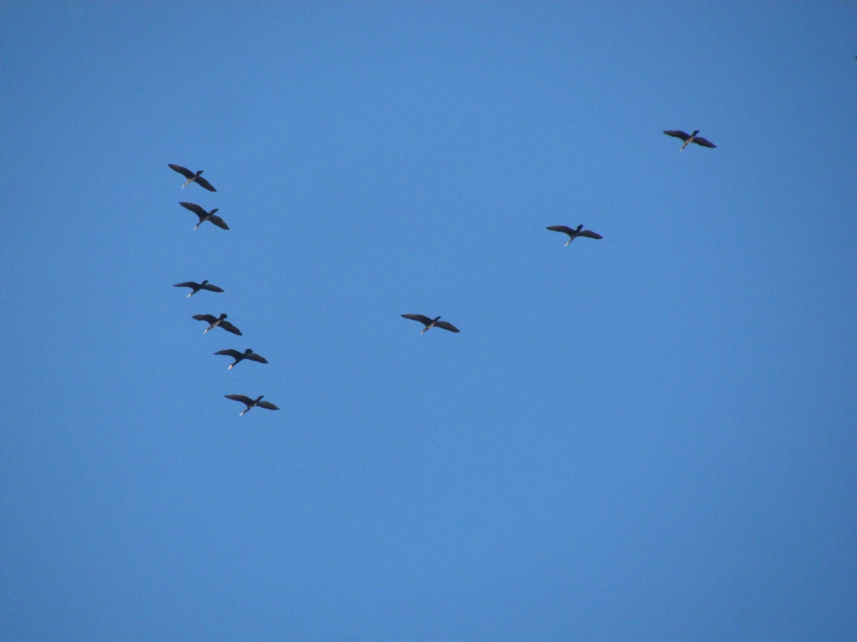 Тураг гогой - ML398295901