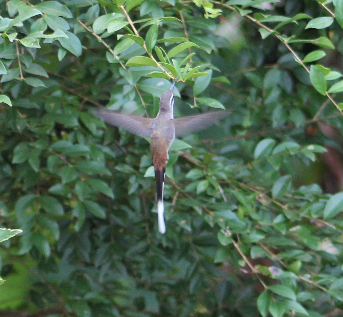 kolibřík tmavotemenný - ML398296121