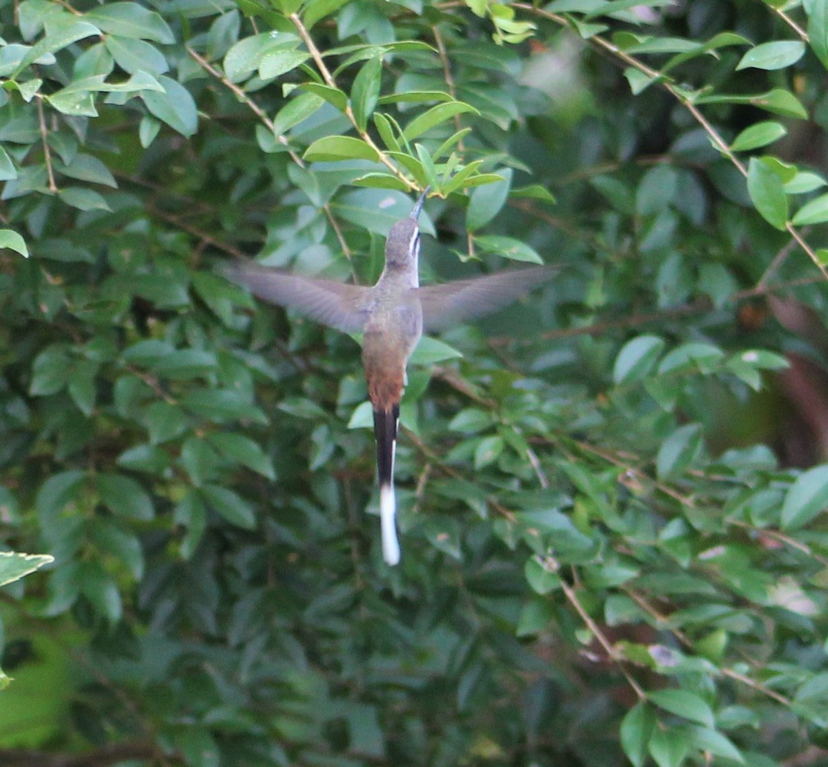 Sooty-capped Hermit - ML398296121