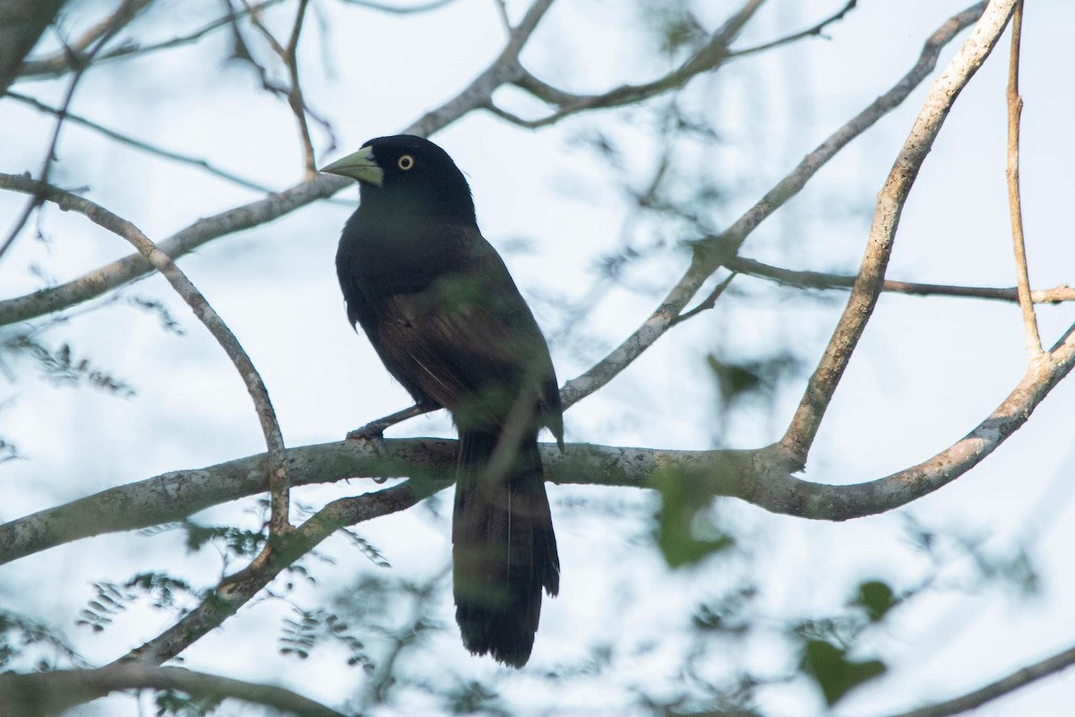 Cacique Piquiclaro (holosericeus/flavirostris) - ML398297551