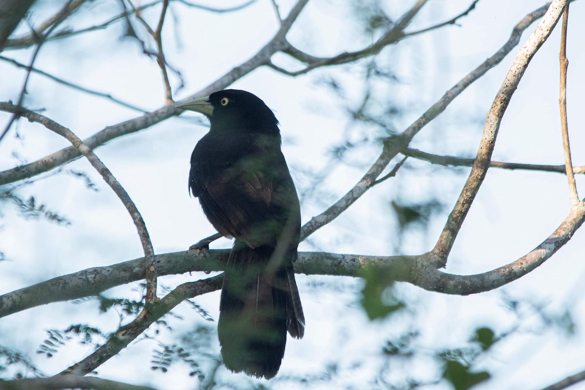 Cacique Piquiclaro (holosericeus/flavirostris) - ML398297611