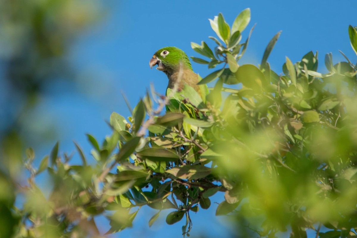 Olive-throated Parakeet (Aztec) - ML398297851