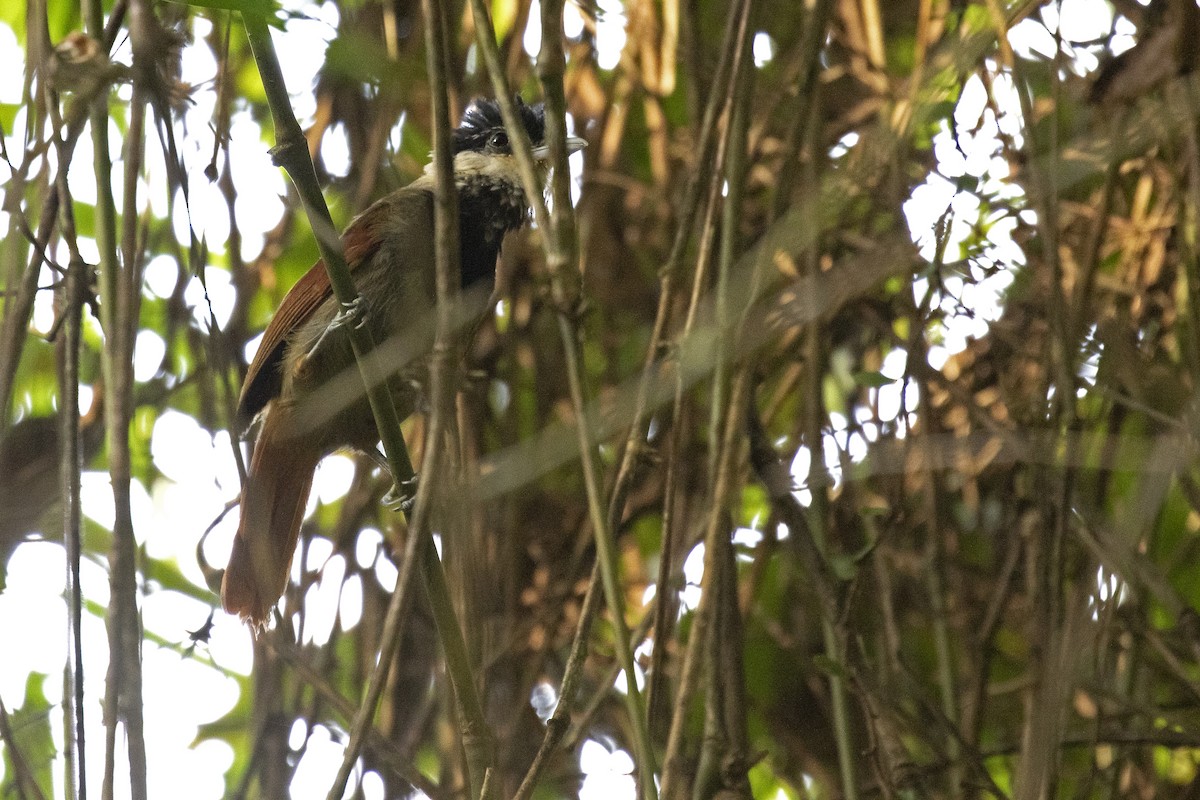 White-bearded Antshrike - ML398298841