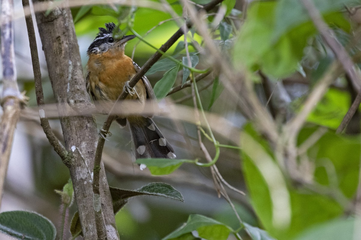 Ferruginous Antbird - ML398299151