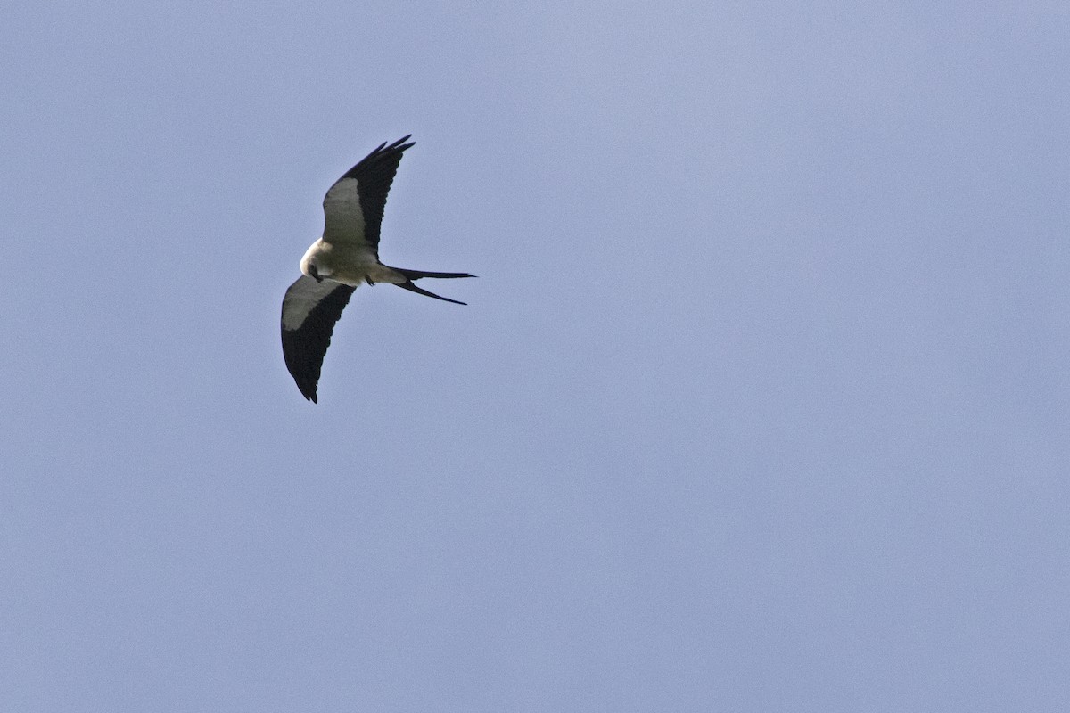 Swallow-tailed Kite - ML398299861