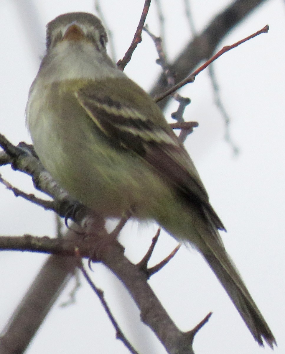 Least Flycatcher - ML398301071