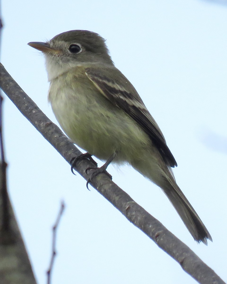 Least Flycatcher - ML398301081