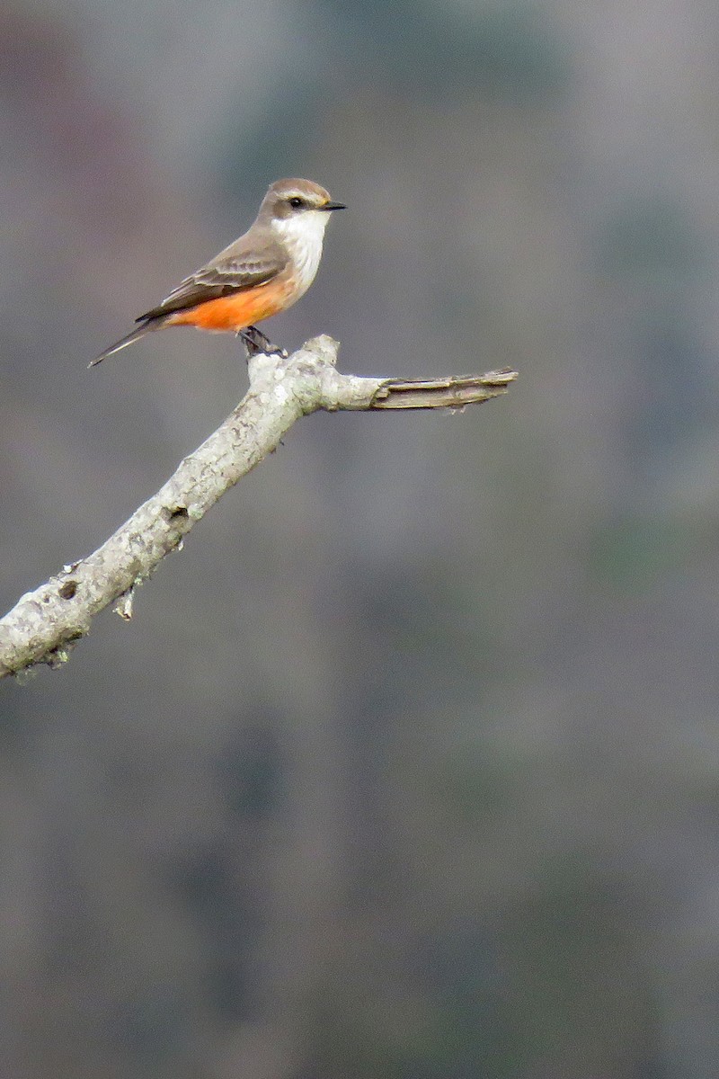 Vermilion Flycatcher - ML398301211