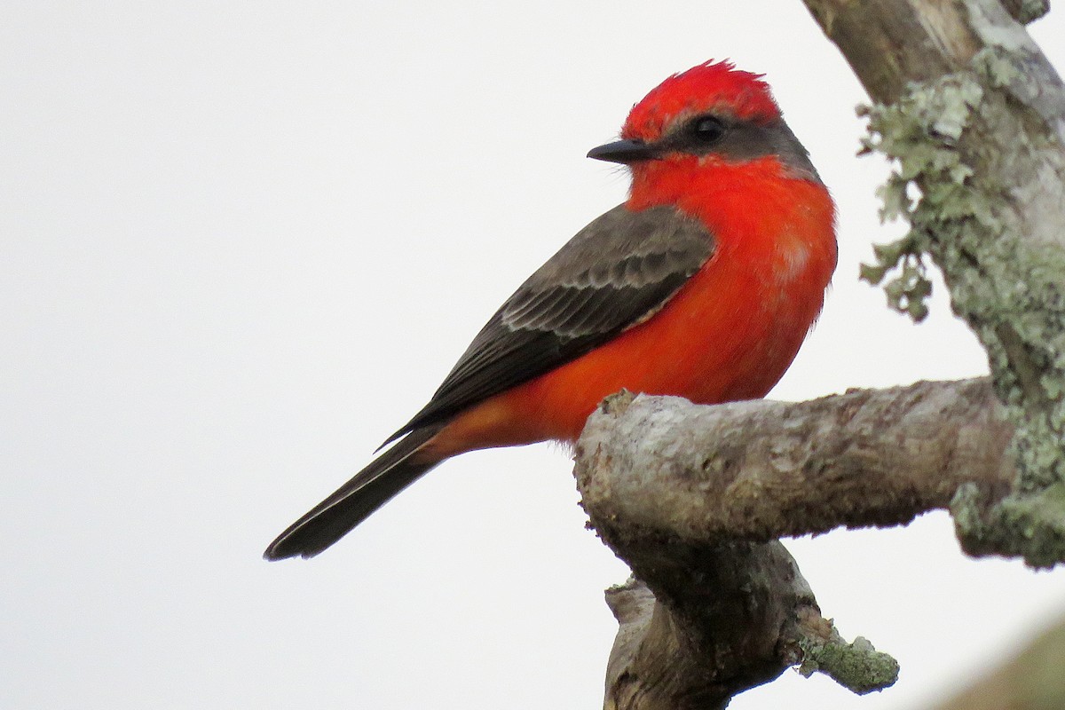 Vermilion Flycatcher - ML398301221