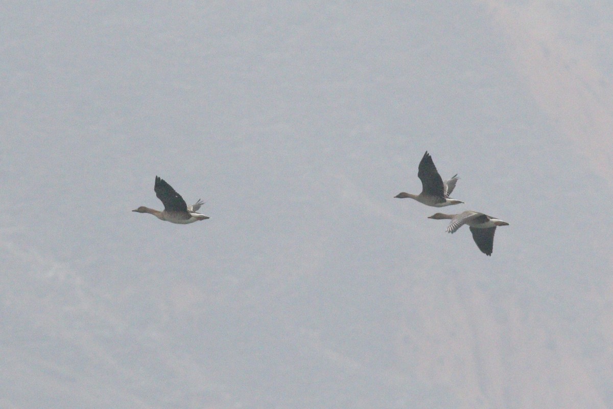 Tundra Bean-Goose - ML398301511