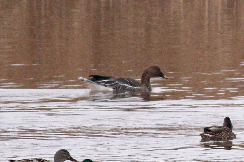 Tundra Bean-Goose - ML398301521