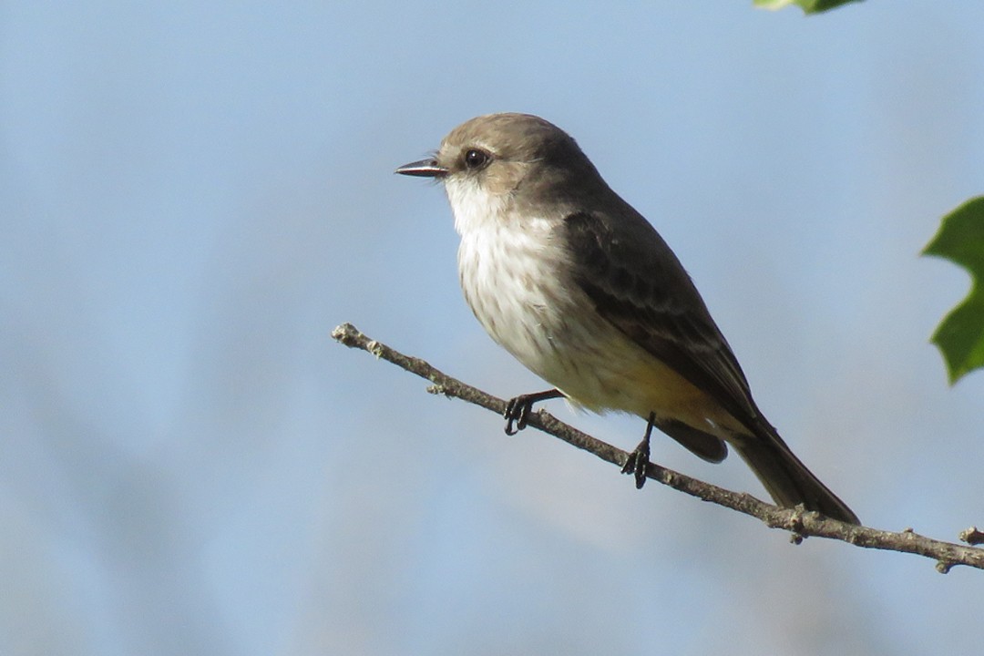Vermilion Flycatcher - ML398301561