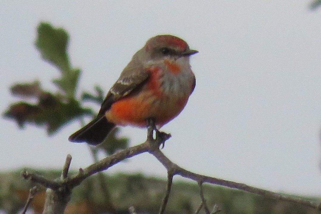 Vermilion Flycatcher - ML398301571