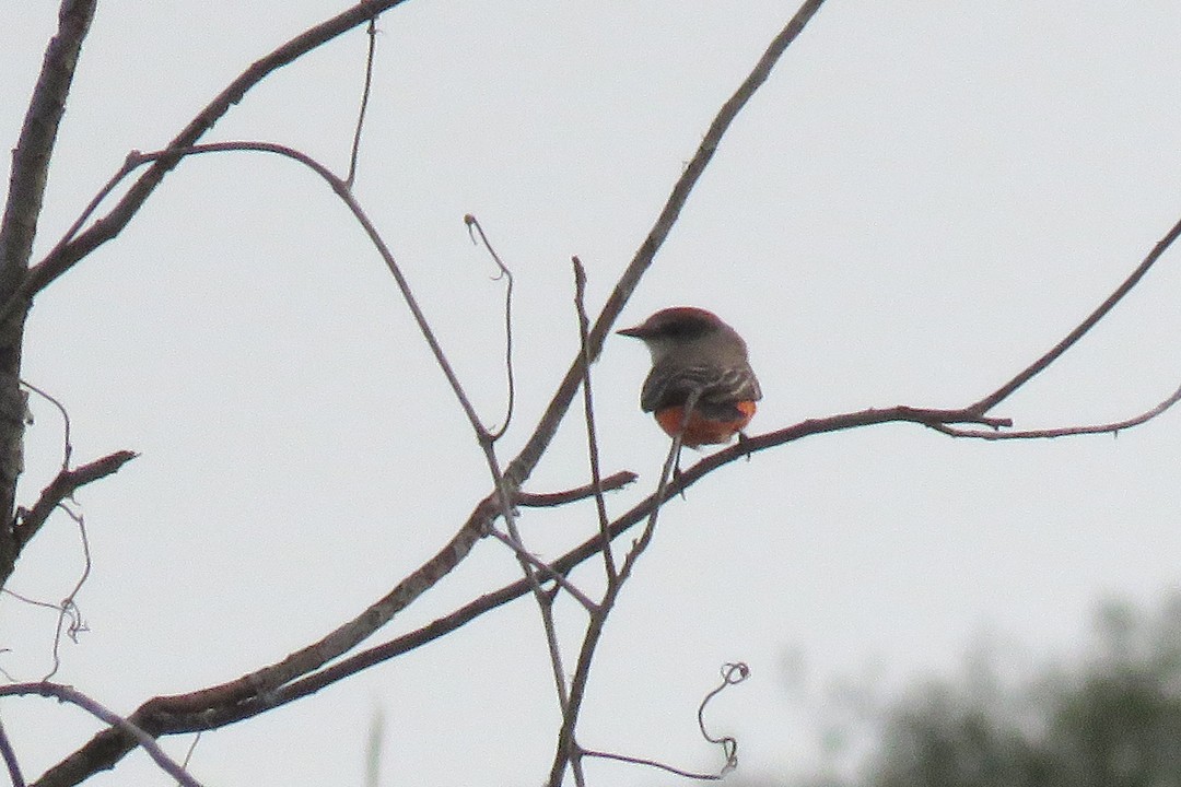 Vermilion Flycatcher - ML398301581