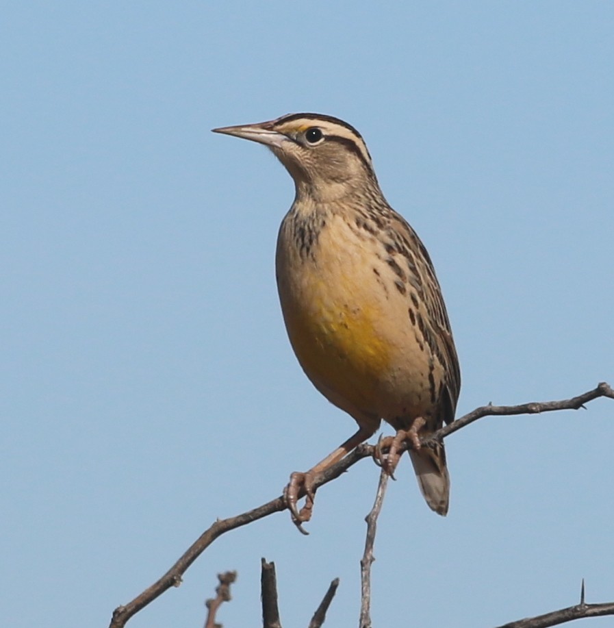 mesquitelerketrupial - ML398302161